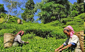 Tea Tourism in Darjeeling