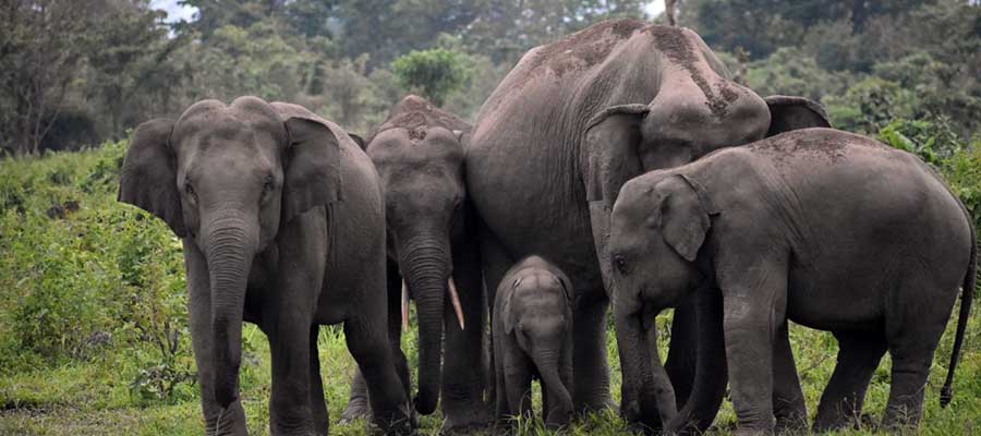 Gorumara National Park 02 N & 03 D